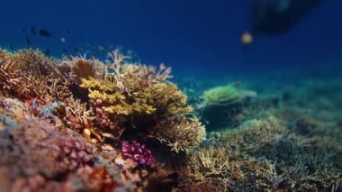 Resifte balıklarla serbest dalış. Freediver suyun altında süzülüyor ve Endonezya 'daki Komodo Ulusal Parkı' nda bir sürü balıkla birlikte sağlıklı mercan resiflerini izliyor.