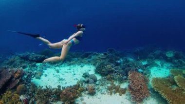 Mavi mayo giymiş bir kadın Endonezya 'daki canlı mercan resifinde şnorkelle yüzüyor.
