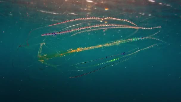 水母在海里发光 水下拍摄的水母在水下闪耀的彩虹色 物体稳定 背景震动 — 图库视频影像