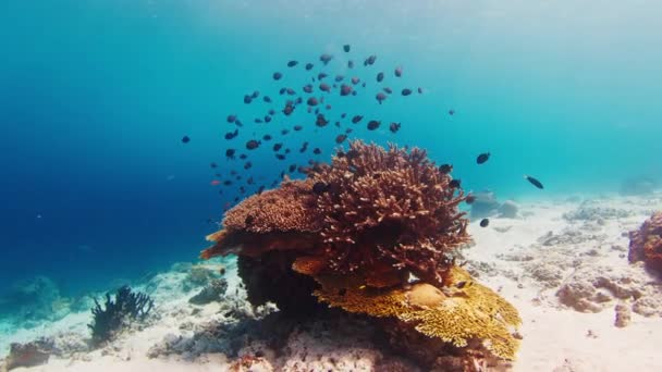 Коралловый Риф Индонезии Камера Движется Вперед Скользит Водой Возле Яркого — стоковое видео