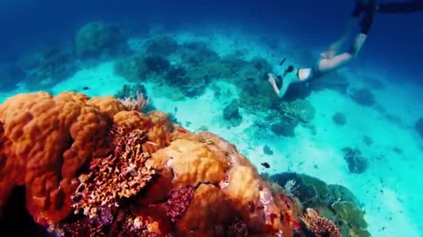 Фридайвер Скользит Водой Яркому Коралловому Рифу Национальном Парке Комодо Индонезии — стоковое видео