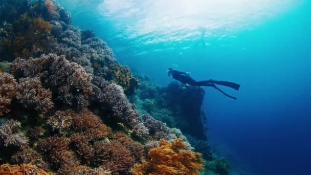 ブラックウェットスーツの女性が息を止めてダイビングし インドネシアの鮮やかなサンゴ礁を探索 — ストック動画
