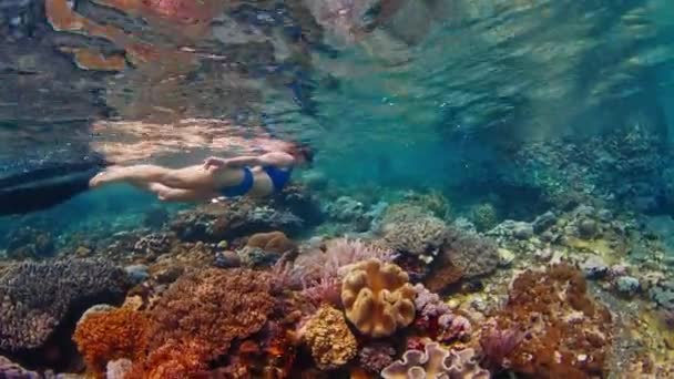 Kvinna Blå Baddräkt Snorklar Det Grunda Området Tropiska Havet Och — Stockvideo