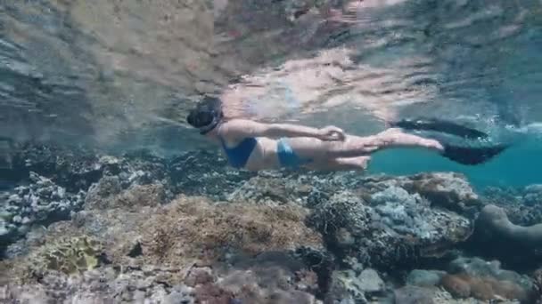 Wanita Berbaju Renang Biru Snorkeling Daerah Dangkal Laut Tropis Dan — Stok Video