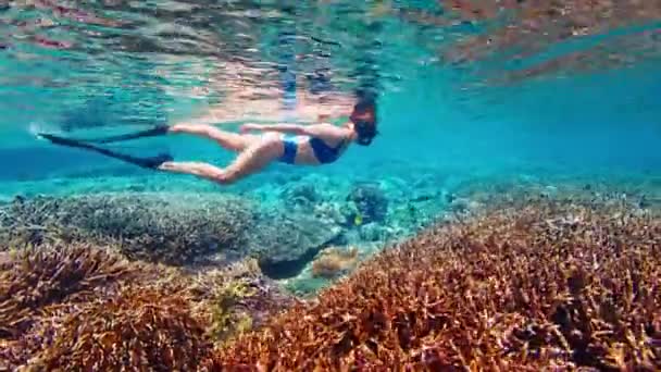Mulher Maiô Azul Snorkeling Sobre Vívido Recife Coral Indonésia — Vídeo de Stock
