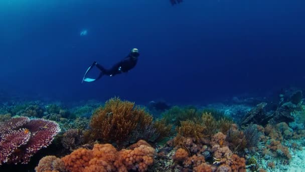 身穿黑色湿衣的女人屏住呼吸潜水 探索印度尼西亚鲜活的珊瑚礁 — 图库视频影像