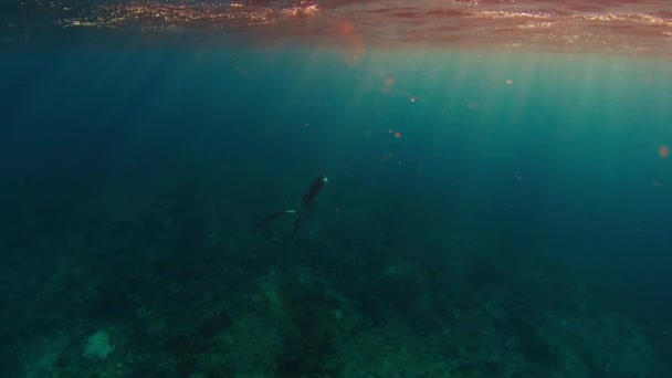フリーダイバーは水中で泳ぎ 息を止めた後にサンゴ礁から表面に上昇します — ストック動画