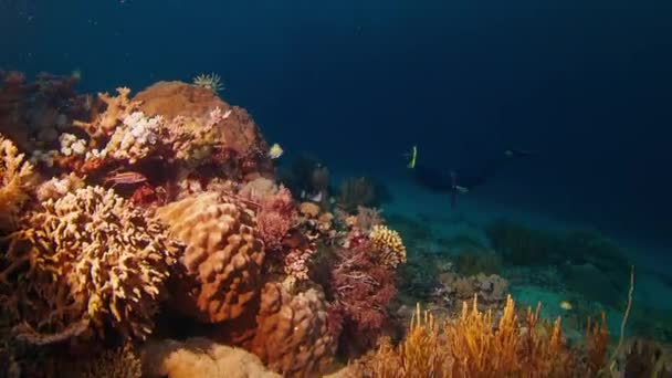 Freediver Zwemt Nachts Onderwater Het Koraalrif — Stockvideo