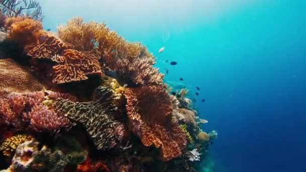 Vista Subaquática Recife Coral Vívido Saudável Famoso Parque Nacional Komodo — Vídeo de Stock