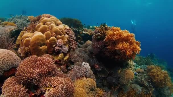 インドネシアの有名なコモド国立公園の鮮やかで健康的なサンゴ礁の水中ビュー — ストック動画