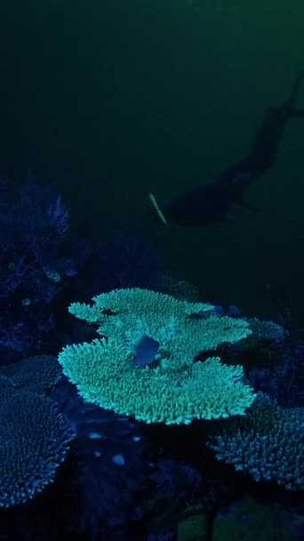 Mergulho Nocturno Clipes Freediver Nada Debaixo Água Sobre Recife Coral — Vídeo de Stock