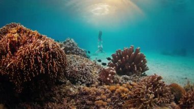 Pembe elbiseli kadın serbest yüzücü mercan resifi yakınlarında su altında yüzüyor ve gün batımında Endonezya 'daki Komodo Ulusal Parkı' nın sualtı dünyasını keşfediyor.