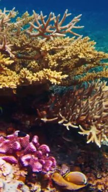 Endonezya 'daki Komodo Ulusal Parkı' nda bir sürü balığın yüzdüğü sağlıklı mercan resifinin sualtı görüntüleri.