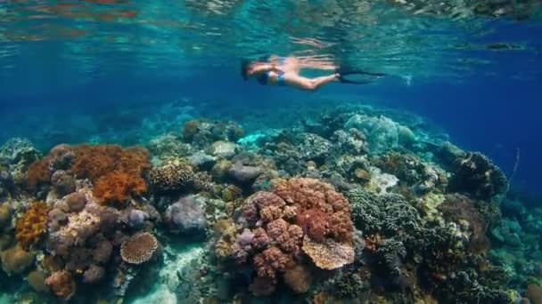 Mulher Maiô Azul Snorkeling Sobre Vívido Recife Coral Indonésia — Vídeo de Stock