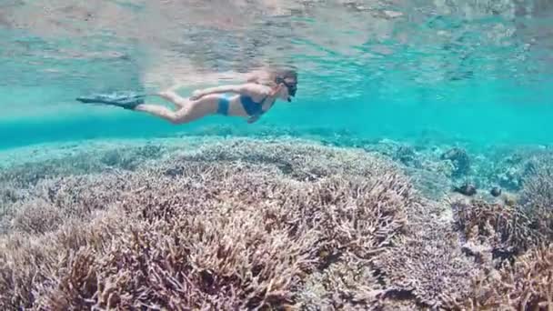 身穿蓝色泳衣的妇女在印度尼西亚鲜活的珊瑚礁上潜水 — 图库视频影像