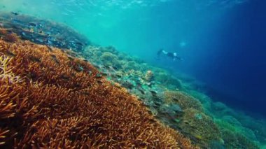 Endonezya 'daki Komodo Ulusal Parkı' nda su altında yüzen ve canlı ve sağlıklı mercan resiflerini keşfeden iki dişi serbest dalgıç.