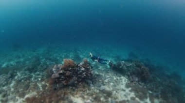 Freediver Endonezya 'daki canlı mercan resifinin yanında suyun altında yüzer.