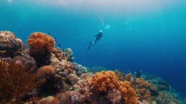 Siyah dalış kıyafeti giymiş bir kadın nefes tutarak dalıyor ve Endonezya 'daki canlı mercan resifini keşfediyor.