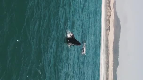 Södra Högra Valarna Bryter Sig Eubalaena Australis Right Whales Mamma — Stockvideo