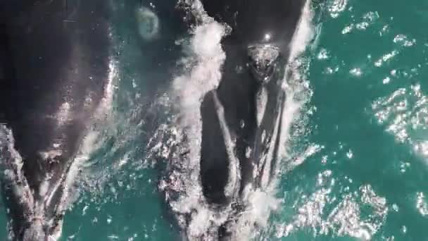 Las Ballenas Francas Del Sur Eubalaena Australis Madre Ternero Las — Vídeo de stock