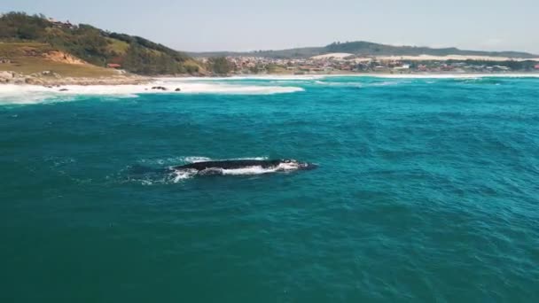Południowe Prawe Wieloryby Eubalaena Australis Matka Cielę Właściwych Wielorybów Pływają — Wideo stockowe