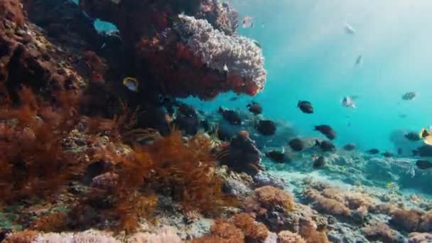 Recifes Coral Com Muitos Peixes Bali Indonésia — Vídeo de Stock