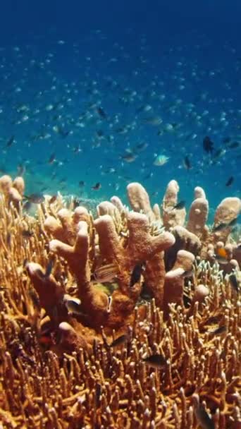 Onderwaterbeelden Van Het Gezonde Koraalrif Met Veel Vissen Die Rondzwemmen — Stockvideo