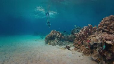 Pembe elbiseli kadın serbest yüzücü mercan resifi yakınlarında su altında yüzüyor ve gün batımında Endonezya 'daki Komodo Ulusal Parkı' nın sualtı dünyasını keşfediyor.