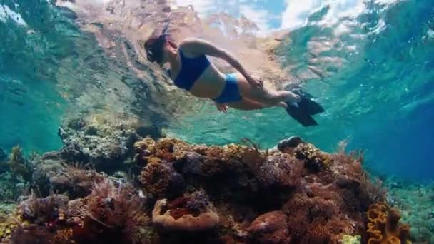 熱帯海の浅瀬でシュノーケリングをしている青い水着の女性は 鮮やかなサンゴ礁をゆっくり泳いでいます コモド国立公園 インドネシア — ストック動画