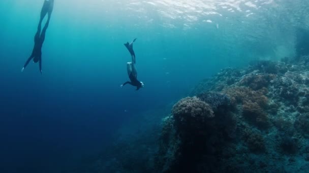 Freedivers Γλιστρούν Κάτω Από Νερό Κοντά Στο Τείχος Των Κοραλλιογενών — Αρχείο Βίντεο