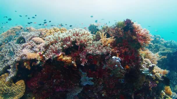 Vista Submarina Del Arrecife Coral Vivo Saludable Indonesia — Vídeo de stock