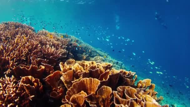 Friska Korallrev Vatten Komodo National Park Indonesien Kameran Rör Sig — Stockvideo