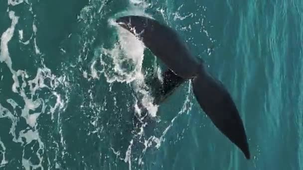 南露脊鲸露出尾巴 在巴西海岸附近Imbituba镇附近的Eubalaena Australis或Right Whale游泳 — 图库视频影像