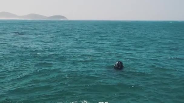 Southern Right Whales Breach Eubalaena Australis Mother Calf Right Whales — Stock Video