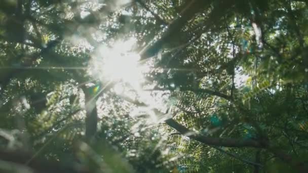 Slunce Svítí Skrz Tropické Listí — Stock video