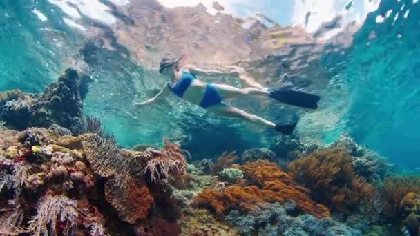 Vrouw Blauw Zwempak Snorkelt Het Ondiepe Gebied Van Tropische Zee — Stockvideo