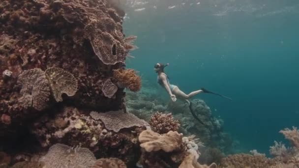 女自由人在海里游泳 与鱼一起享受健康的珊瑚礁 印度尼西亚科莫多国家公园里身穿比基尼的妇女屏住呼吸 — 图库视频影像