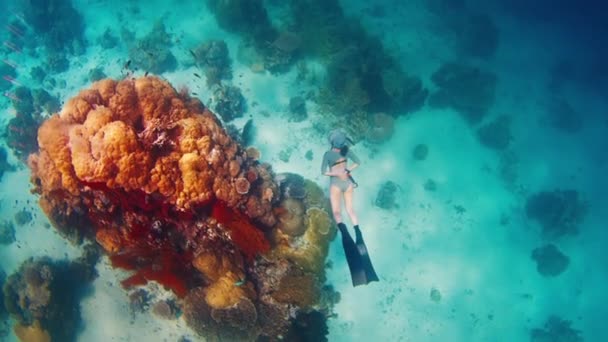Woman Freediver Glides Tropical Sea Abundant Healthy Coral Reef — Stock Video