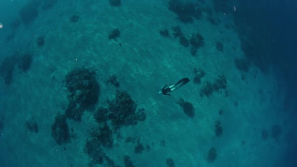 女性は深海で水中を泳いでいる フリーダイバーは水中世界を探検し サンゴ礁をグライドします — ストック動画