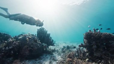 Erkek frediver gün doğumunda sakin tropikal denizde su altında yüzer. Serbest dalgıç Komodo Ulusal Parkı 'nda sualtı dünyasını keşfediyor.