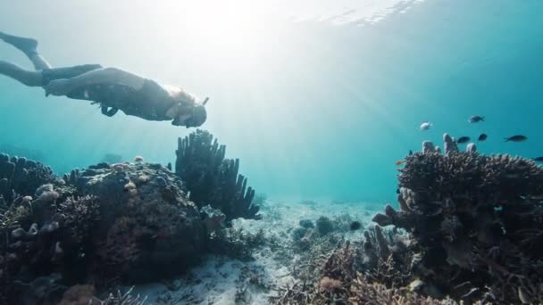Мужчина Фридайвер Плавает Водой Спокойном Тропическом Море Восходе Солнца Свободный — стоковое видео