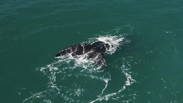 Baleia Franca Sul Mostra Sua Cauda Eubalaena Australis Baleia Franca — Vídeo de Stock