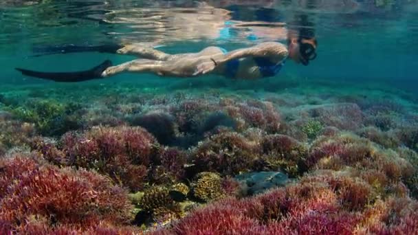 Молодая Женщина Плавает Водой Над Коралловым Рифом Фридайвер Ныряет Маской — стоковое видео