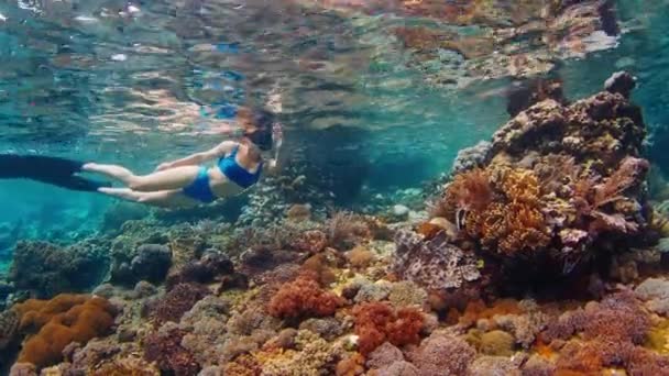 Mulher Fato Banho Azul Mergulhando Área Rasa Mar Tropical Nadando — Vídeo de Stock