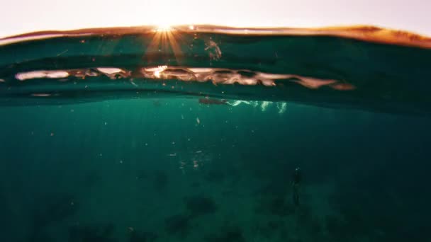 Pria Freediver Berenang Bawah Air Laut Tropis Tenang Saat Matahari — Stok Video