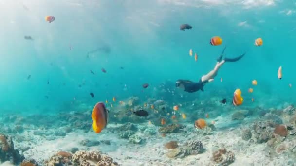 若い女性が海で泳いでいる 女性のフリーダイバーはサンゴ礁の上の水中を滑ります — ストック動画