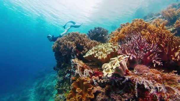 女性はインドネシアの鮮やかなサンゴ礁の近くで水中で泳ぐ — ストック動画