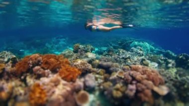 Mavi mayo giymiş bir kadın Endonezya 'daki canlı mercan resifinde şnorkelle yüzüyor.