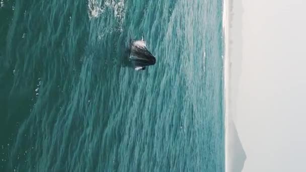 Проникновение Южных Правых Китов Eubalaena Australis Мать Теленок Правых Киты — стоковое видео