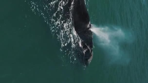 Νότια Δεξιά Φάλαινα Eubalaena Australis Κολυμπά Κοντά Στην Ακτή Της — Αρχείο Βίντεο